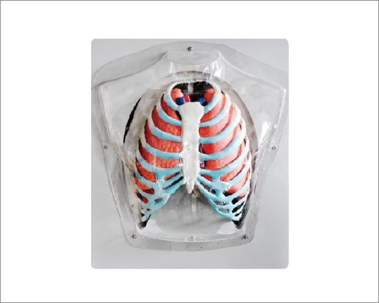 Respiratory Apparatus Model