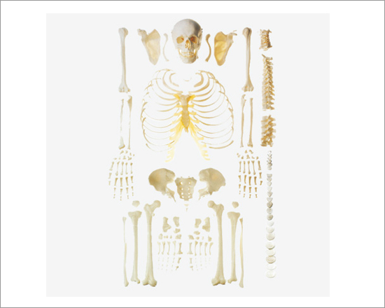 Scattered Bone Model of Human Skeleton