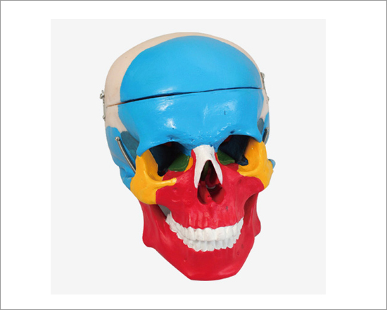 Skull Separation Model