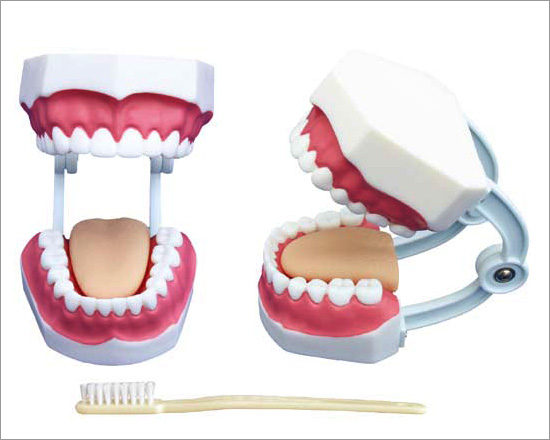 PVC small Dental Care Model
