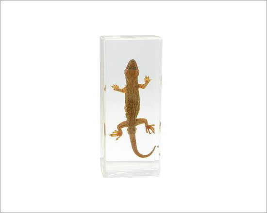 Specimen of Gecko