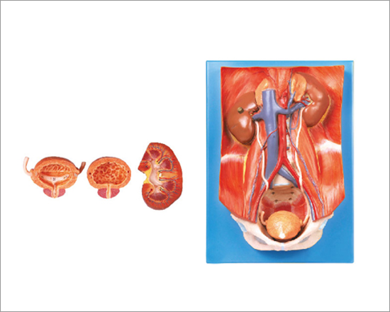 Urinary System Anatomy Model