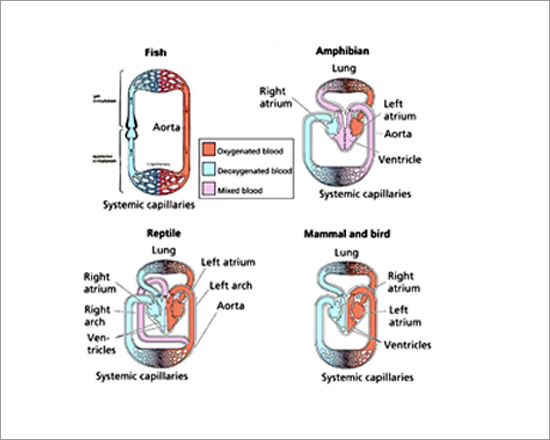 Vertebrate Embryology Amphibia