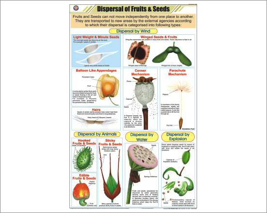 Dispersal of Fruits & Seeds Chart