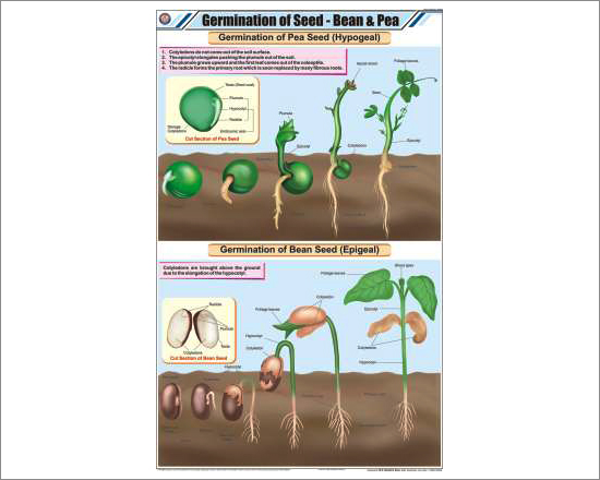 Germination of Seed - Bean & Pea Chart Chart