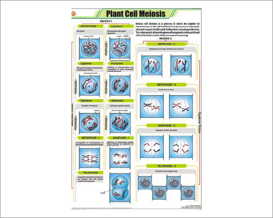 Plant Cell Meiosis Chart
