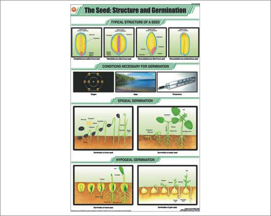Structure and Germination Chart