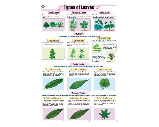 Types of Leaves Chart