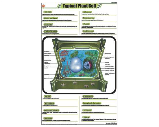 Typical Plant Cell Chart