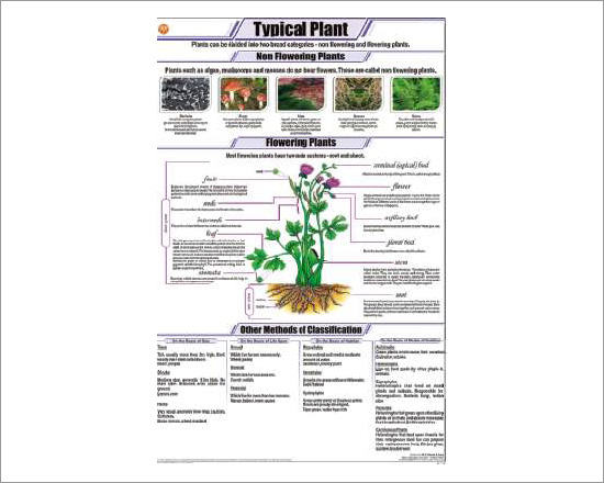 Typical Plant Chart