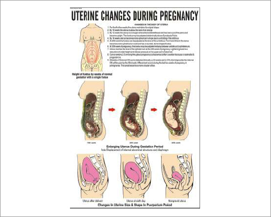 Uterine Sizes in Pregnancy Chart