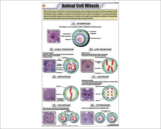 Animal cell Mitosis Chart