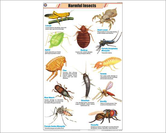 Harmful Insects Chart