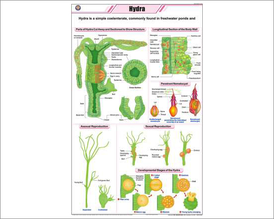 Hydra Chart