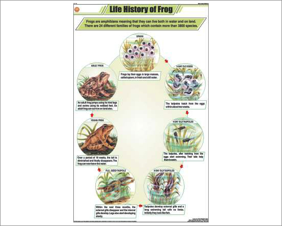 Life History of Frog Chart